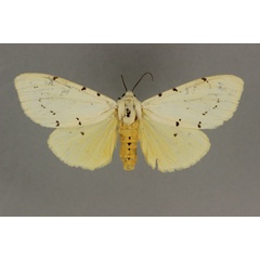 /filer/webapps/moths/media/images/D/diplosticta_Eyralpenus_AF_BMNH.jpg