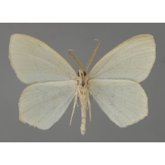 /filer/webapps/moths/media/images/L/leucocephala_Doloma_A_ZSM_02.jpg