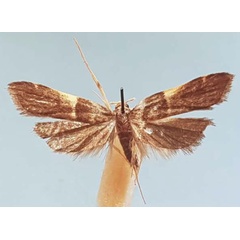/filer/webapps/moths/media/images/S/sogai_Torodora_HT_MNHN.jpg