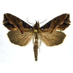 /filer/webapps/moths/media/images/B/basirhabdota_Plusiodonta_A_NHMO.jpg
