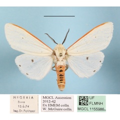 /filer/webapps/moths/media/images/M/moloneyi_Aloa_A_MGCLa_01.jpg