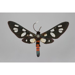 /filer/webapps/moths/media/images/A/alicia_Amata_HT_BMNH.jpg