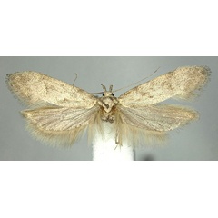 /filer/webapps/moths/media/images/T/turiensis_Scrobipalpa_PTF_BMNH.jpg