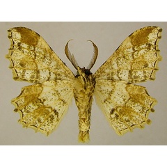 /filer/webapps/moths/media/images/A/ansorgei_Dasymacaria_AM_ZSMb.jpg
