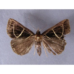 /filer/webapps/moths/media/images/E/euclidicola_Parachalciope_A_Baron.jpg