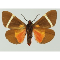/filer/webapps/moths/media/images/S/sanguinea_Fodinoidea_AM_Basquin_01b.jpg