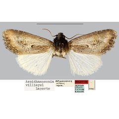 /filer/webapps/moths/media/images/V/villiersi_Aspidhampsonia_HT_MNHN.jpg
