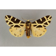 /filer/webapps/moths/media/images/T/turlini_Seydelia_PT_BMNH.jpg