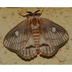 /filer/webapps/moths/media/images/V/venata_Strigivenifera_A_Jorpeland.jpg
