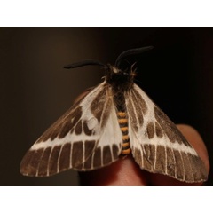 /filer/webapps/moths/media/images/P/picarina_Sabalia_A_Grimm_01.jpg