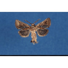 /filer/webapps/moths/media/images/V/varii_Arbelodes_HT_TMSA.jpg