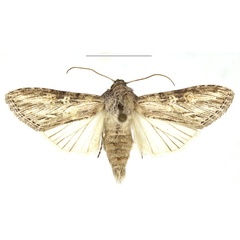 /filer/webapps/moths/media/images/H/hemidiaphana_Cucullia_AM_RBINS_02.jpg