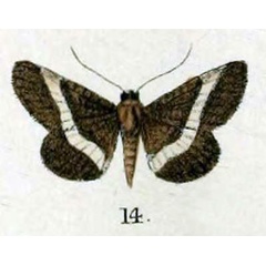/filer/webapps/moths/media/images/A/albofascia_Fidonia_HT_Swinhoe_48_14.jpg