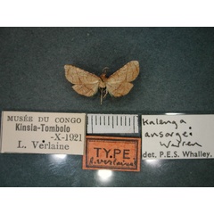 /filer/webapps/moths/media/images/A/ansorgei_Kalenga_A_RMCA_01.jpg