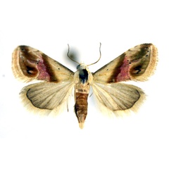 /filer/webapps/moths/media/images/C/cochylioides_Eublemma_A_NHMO_02.jpg
