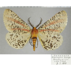 /filer/webapps/moths/media/images/R/roseovittata_Rhodophthitus_AM_ZSMa.jpg