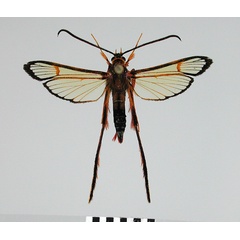 /filer/webapps/moths/media/images/G/grandidieri_Tipulamima_AM_SMNSa.jpg