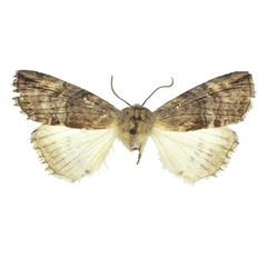 /filer/webapps/moths/media/images/E/echinata_Aethiopsestis_HT_BMNH.jpg