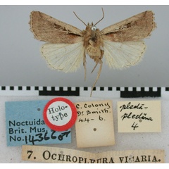 /filer/webapps/moths/media/images/V/vicaria_Ochropleura_HT_BMNH.jpg