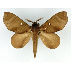 /filer/webapps/moths/media/images/A/angulata_Gonobombyx_AM_Basquin_02.jpg