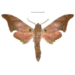 /filer/webapps/moths/media/images/L/lucindae_Polyptychus_HT_ANHRT.jpg