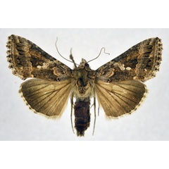 /filer/webapps/moths/media/images/N/ni_Trichoplusia_AF_NHMO_01.jpg