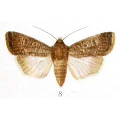 /filer/webapps/moths/media/images/E/euxoides_Athetis_HT_BMNH.jpg