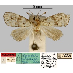 /filer/webapps/moths/media/images/M/microscopica_Hypendalia_HT_MNHN.jpg