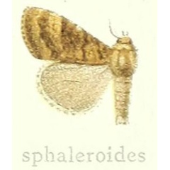 /filer/webapps/moths/media/images/S/sphaleroides_Dasychira_STM_Hering_23g.jpg