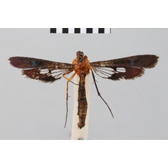 /filer/webapps/moths/media/images/N/nigriceps_Tipulamima_HT_BMNH.jpg