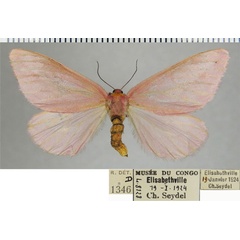 /filer/webapps/moths/media/images/S/simplex_Rhodophthitus_AF_ZSM.jpg