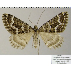 /filer/webapps/moths/media/images/M/moerdycki_Parortholitha_AF_ZSM.jpg