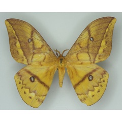 /filer/webapps/moths/media/images/D/discrepans_Pseudantheraea_AM_Basquin_01a.jpg