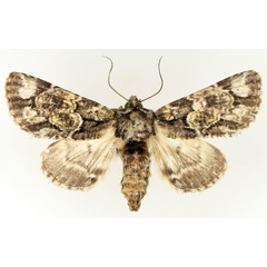/filer/webapps/moths/media/images/N/nigrimacula_Thiacidas_AF_TMSA_01.jpg
