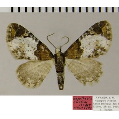 /filer/webapps/moths/media/images/T/turlini_Eupithecia_HT_ZSM.jpg