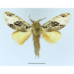 /filer/webapps/moths/media/images/A/atriclathrata_Tricholoba_AM_Basquin_03.jpg