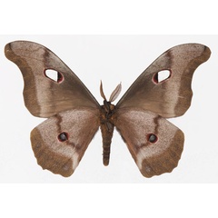 /filer/webapps/moths/media/images/M/macrothyris_Gonimbrasia_AM_Basquinb.jpg