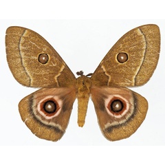 /filer/webapps/moths/media/images/P/phidias_Bunaeopsis_AM_Basquina.jpg
