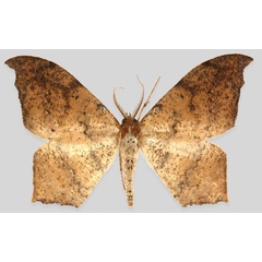 /filer/webapps/moths/media/images/B/baaka_Mesothisa_HT_Karischa.jpg