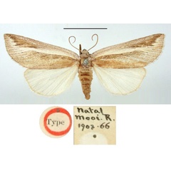 /filer/webapps/moths/media/images/A/albifasciata_Stomafrontia_HT_BMNH.jpg