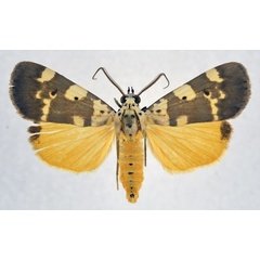 /filer/webapps/moths/media/images/A/africana_Digama_AM_NHMO_02.jpg