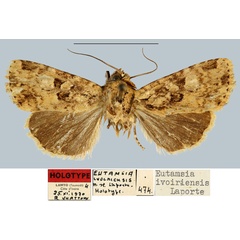 /filer/webapps/moths/media/images/I/ivoiriensis_Eutamsia_HT_MNHN.jpg