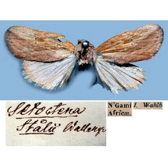 /filer/webapps/moths/media/images/S/stalii_Setoctena_HT_SNHM_01.jpg