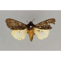 /filer/webapps/moths/media/images/S/seminigra_Teracotona_HT_BMNH.jpg