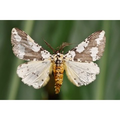/filer/webapps/moths/media/images/C/commaculata_Rhodophthitus_A_Butler.jpg