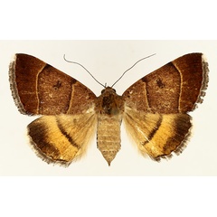 /filer/webapps/moths/media/images/M/moderata_Plecopterodes_AF_TMSA_02.jpg