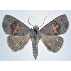 /filer/webapps/moths/media/images/C/crassisquama_Bonaberiana_A_NHMO.jpg
