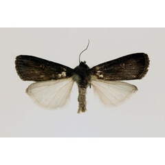 /filer/webapps/moths/media/images/N/nigra_Stilbotis_AM_RMCA.jpg