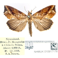 /filer/webapps/moths/media/images/C/commoda_Plusiodonta_AF_BMNH.jpg