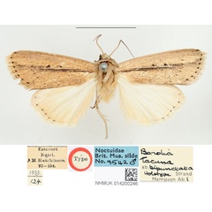 /filer/webapps/moths/media/images/B/bipunctata_Borolia_HT_BMNH.jpg
